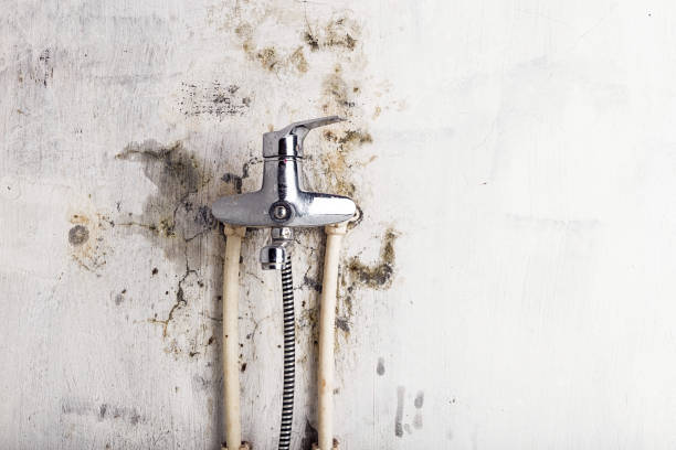 Grapeland, TX Mold Removal Company